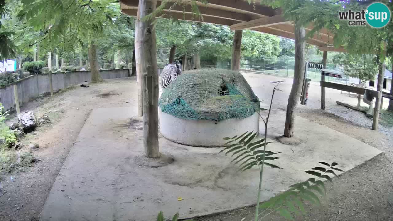 Camera en vivo Cebras in Ljubljana ZOO – Eslovenia