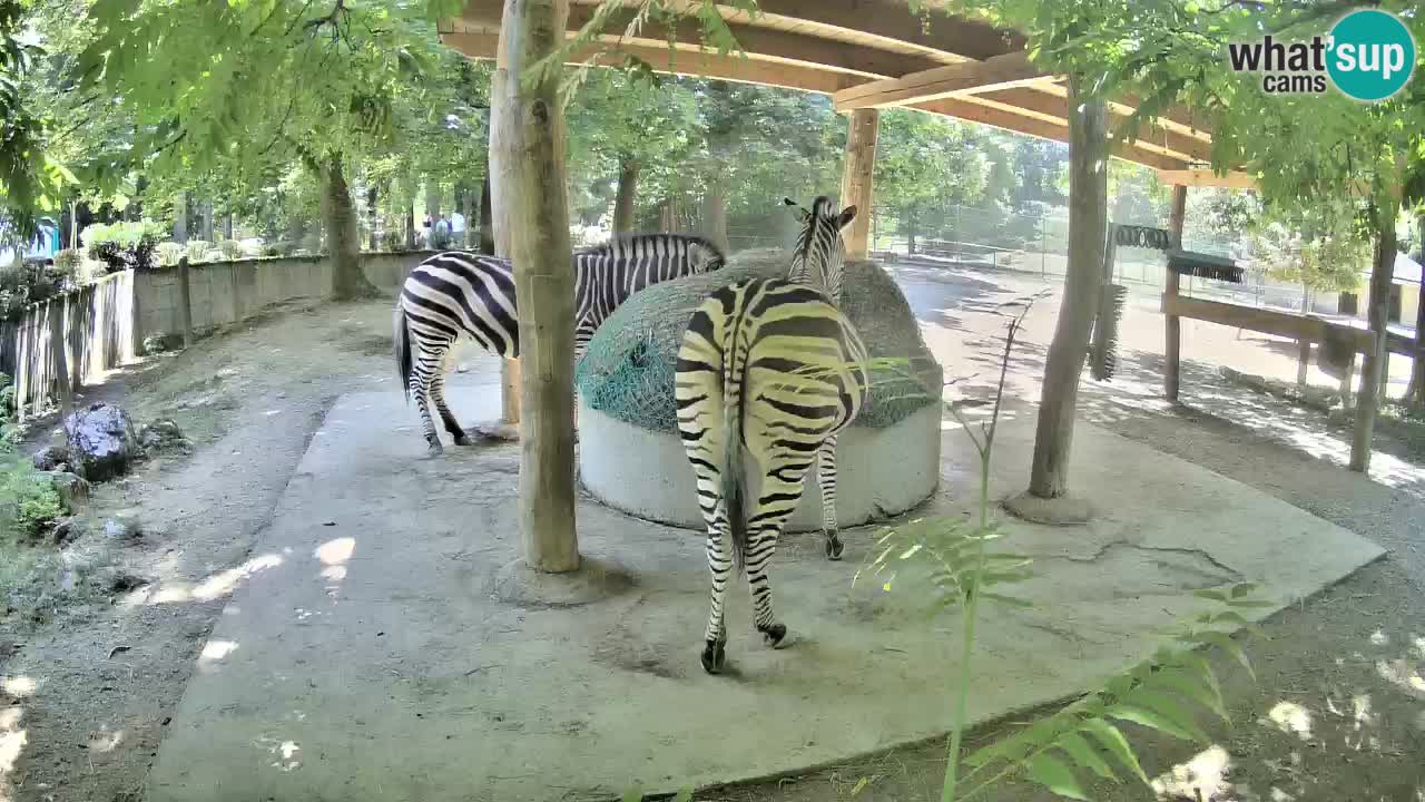 Le Zebre nello ZOO di Ljubljana – Slovenia Live webcam