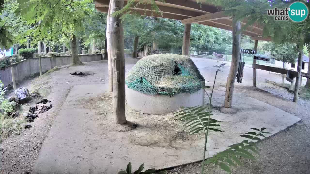 Camera en vivo Cebras in Ljubljana ZOO – Eslovenia