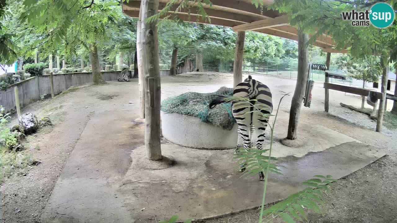 Live webcam Zebras in Ljubljana ZOO – Slovenia