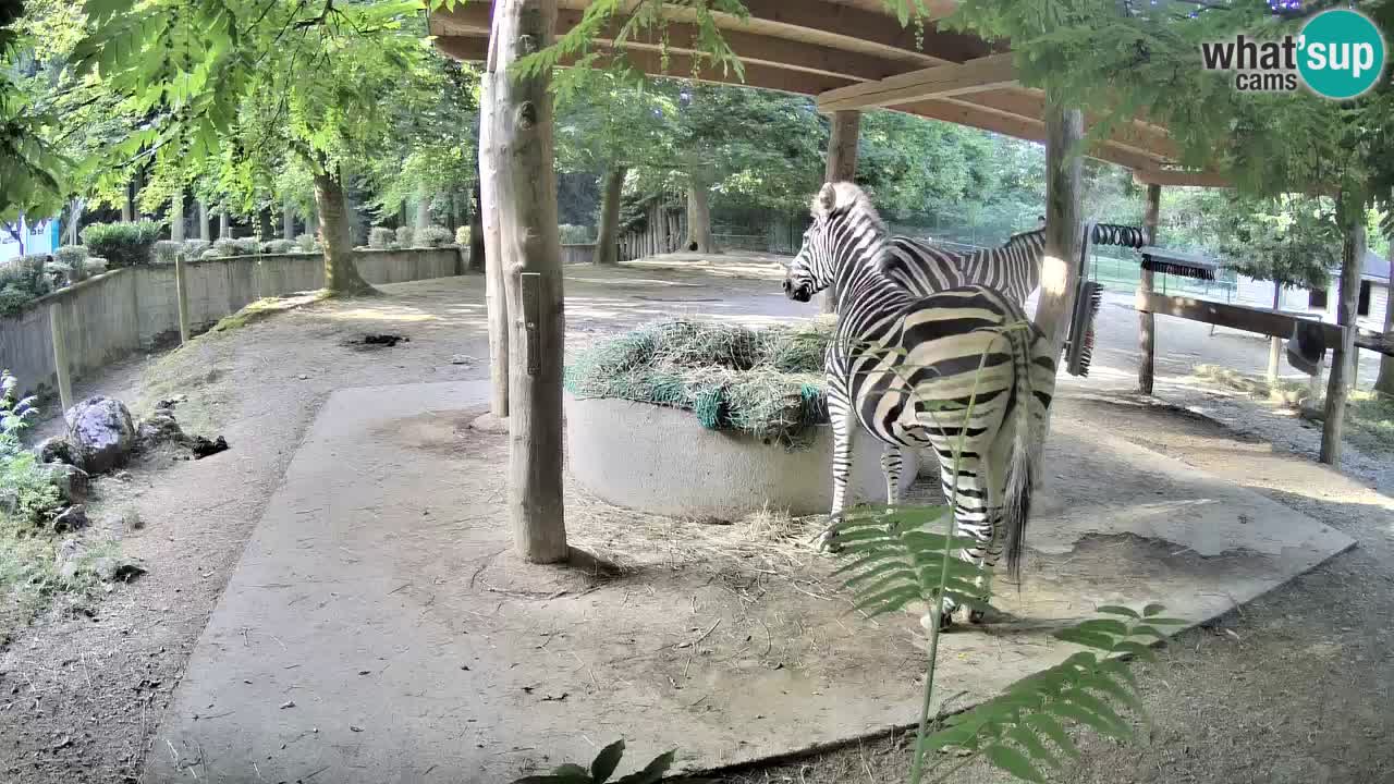 Le Zebre nello ZOO di Ljubljana – Slovenia Live webcam