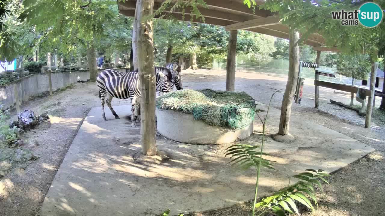 Live webcam Zebras in Ljubljana ZOO – Slovenia