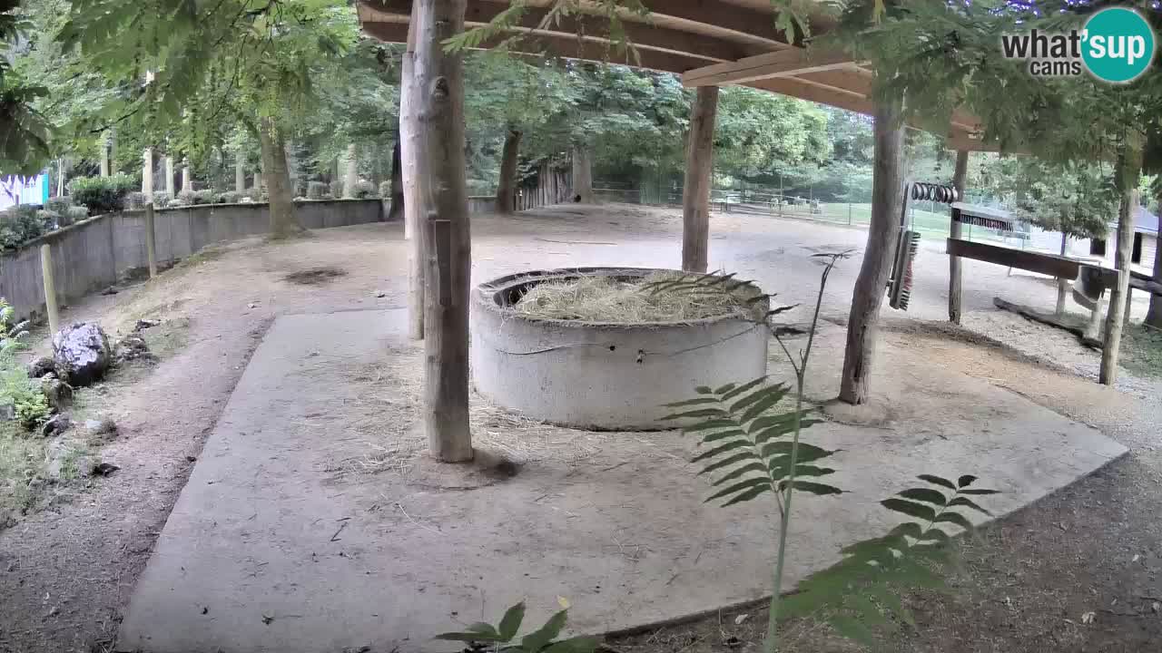 Live webcam Zebras in Ljubljana ZOO – Slovenia