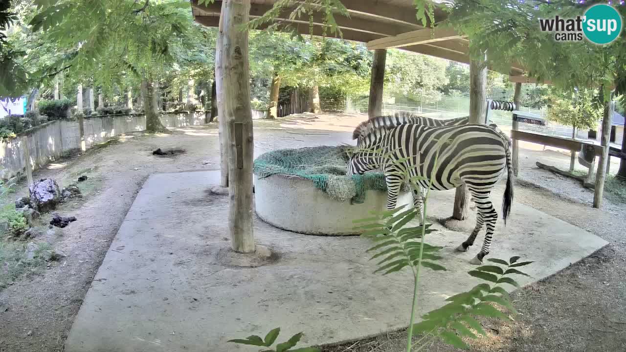 Live Webcam Zebras in Ljubljana ZOO – Slowenien
