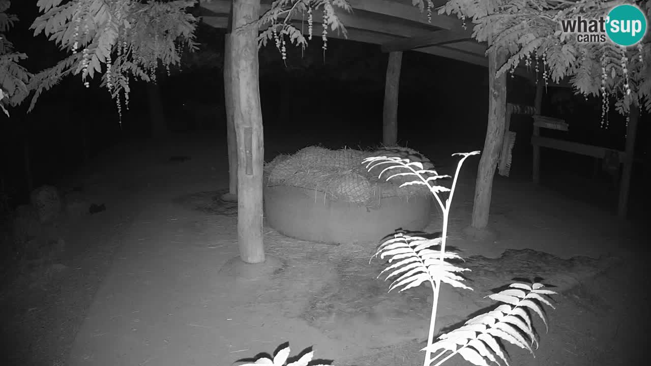 Live webcam Zebras in Ljubljana ZOO – Slovenia