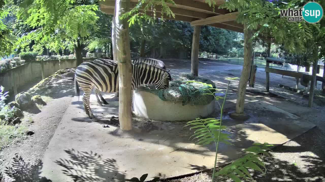 Live webcam Zebras in Ljubljana ZOO – Slovenia