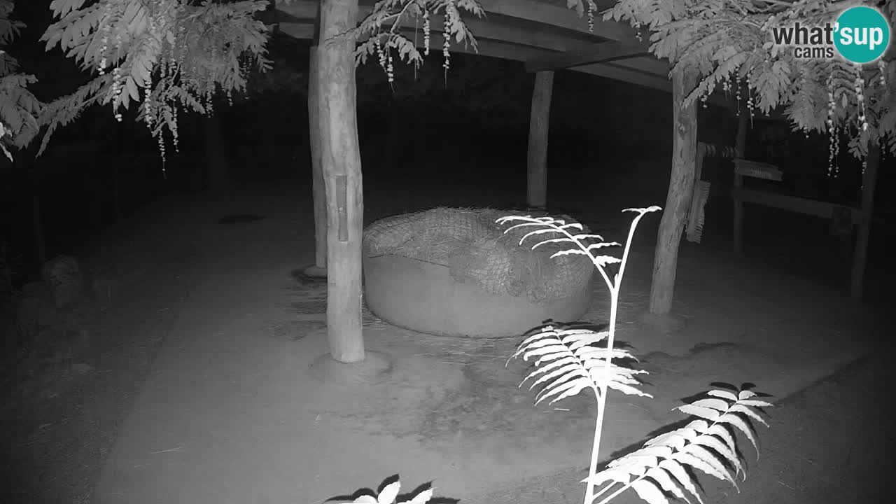 Camera en vivo Cebras in Ljubljana ZOO – Eslovenia