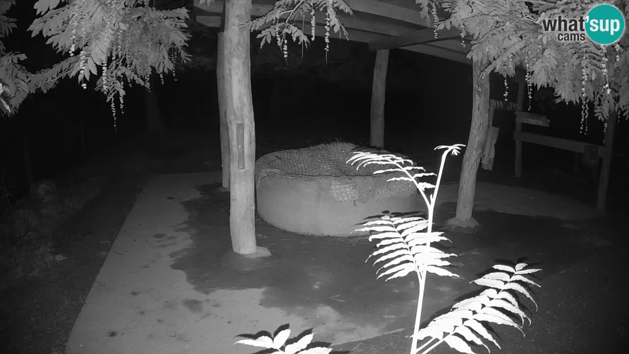Live webcam Zebras in Ljubljana ZOO – Slovenia