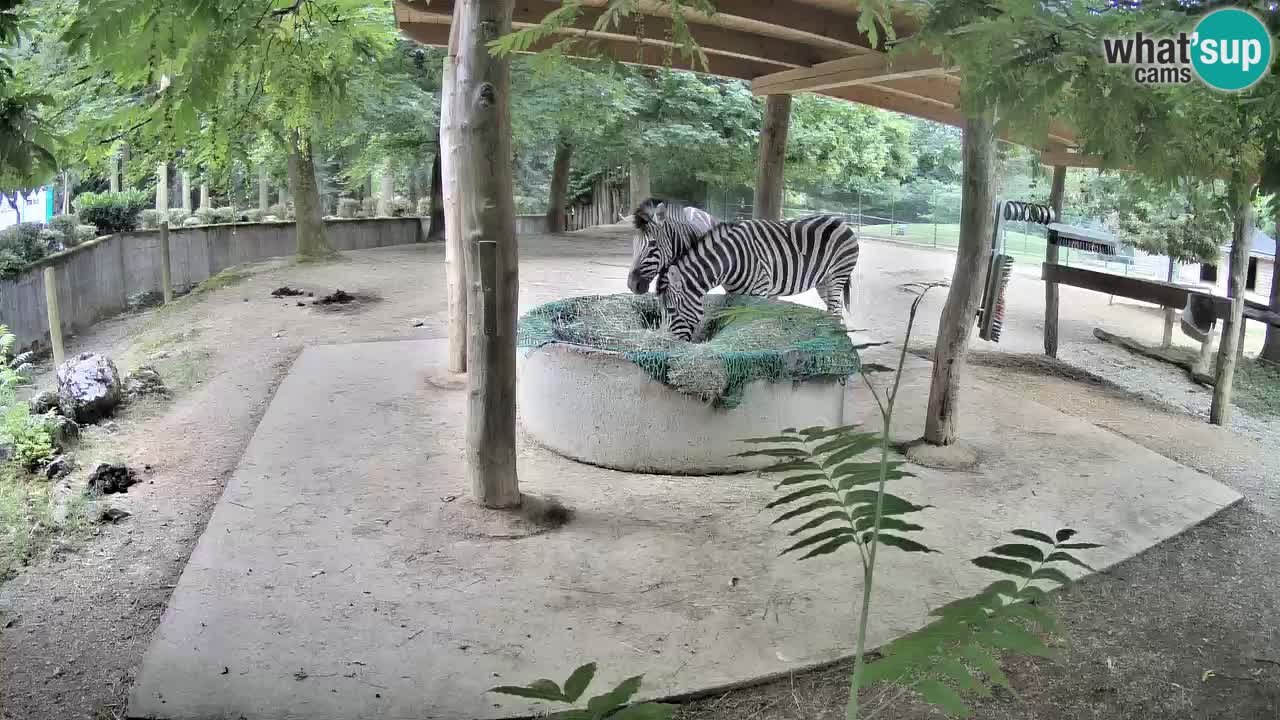 Live webcam Zebras in Ljubljana ZOO – Slovenia