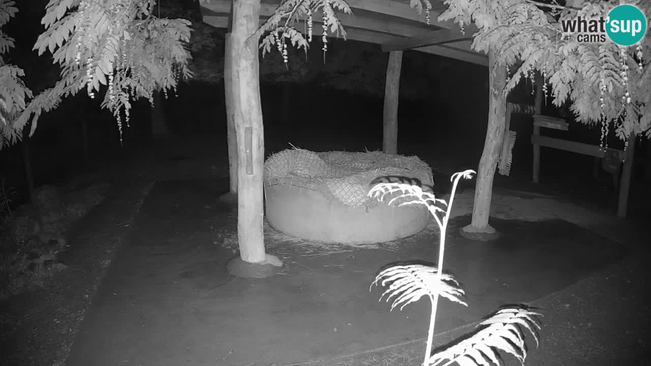 Web kamera uživo Zebras u ZOO Ljubljana – Slovenija
