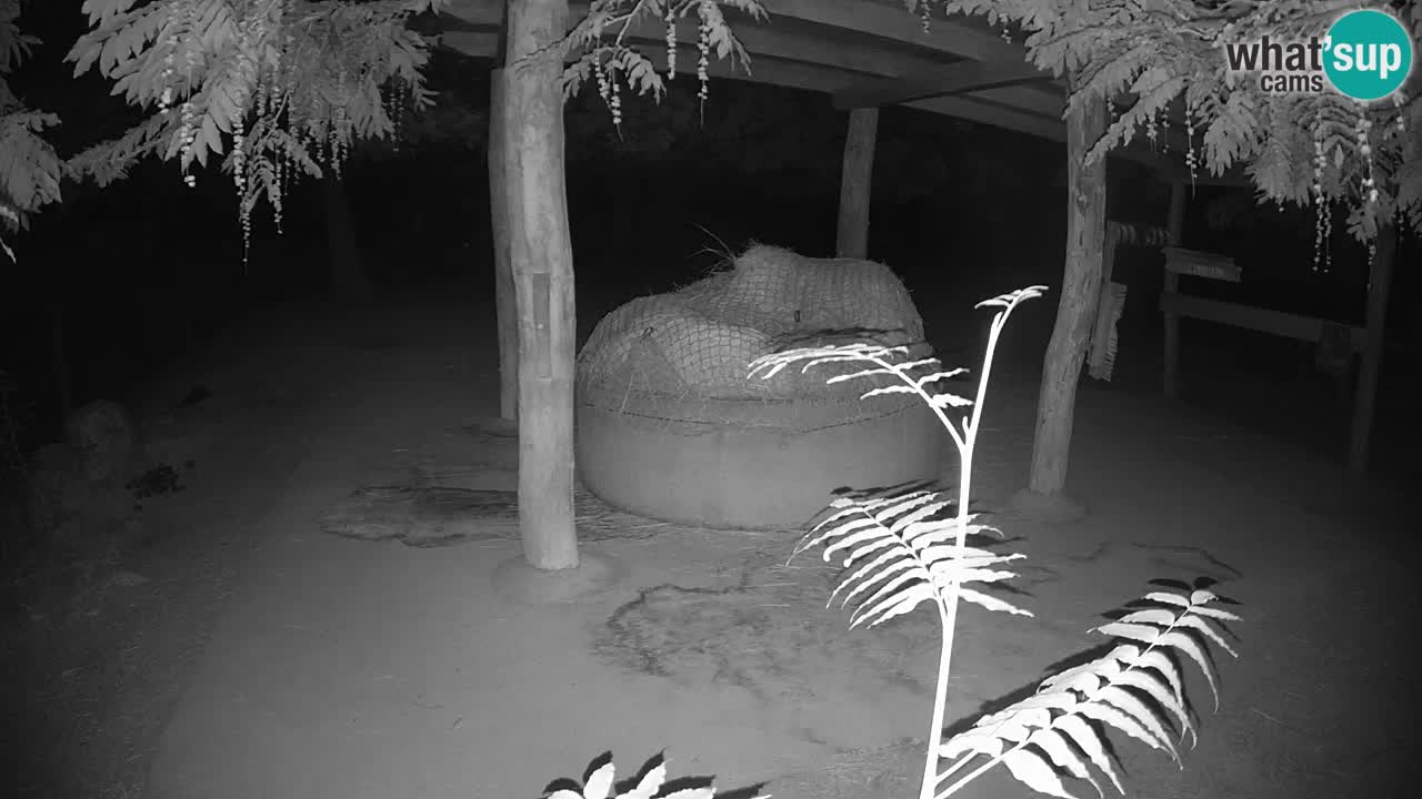 Live webcam Zebras in Ljubljana ZOO – Slovenia