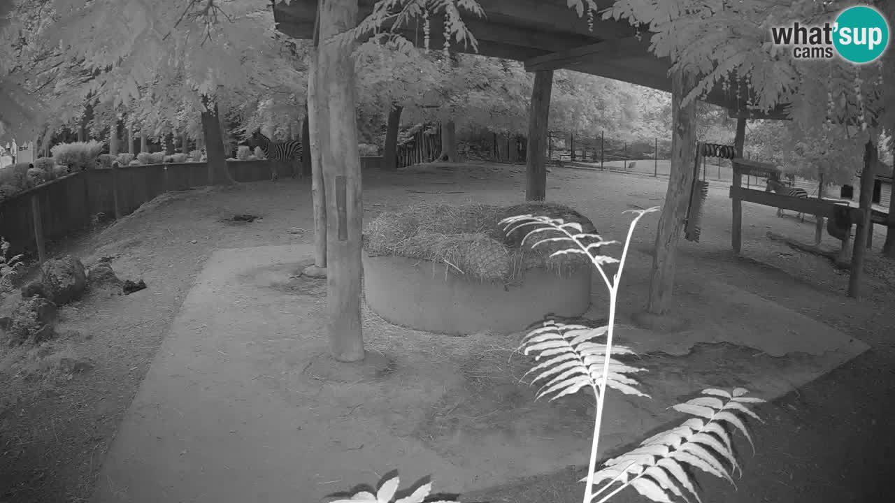 Live Webcam Zebras in Ljubljana ZOO – Slowenien