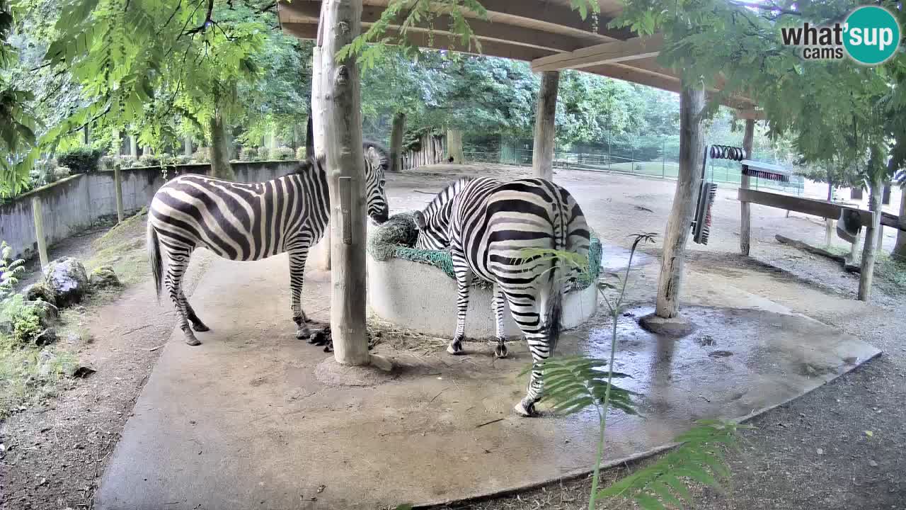 Live Webcam Zebras in Ljubljana ZOO – Slowenien