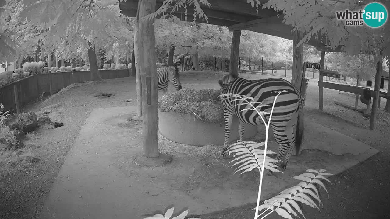 Web kamera uživo Zebras u ZOO Ljubljana – Slovenija