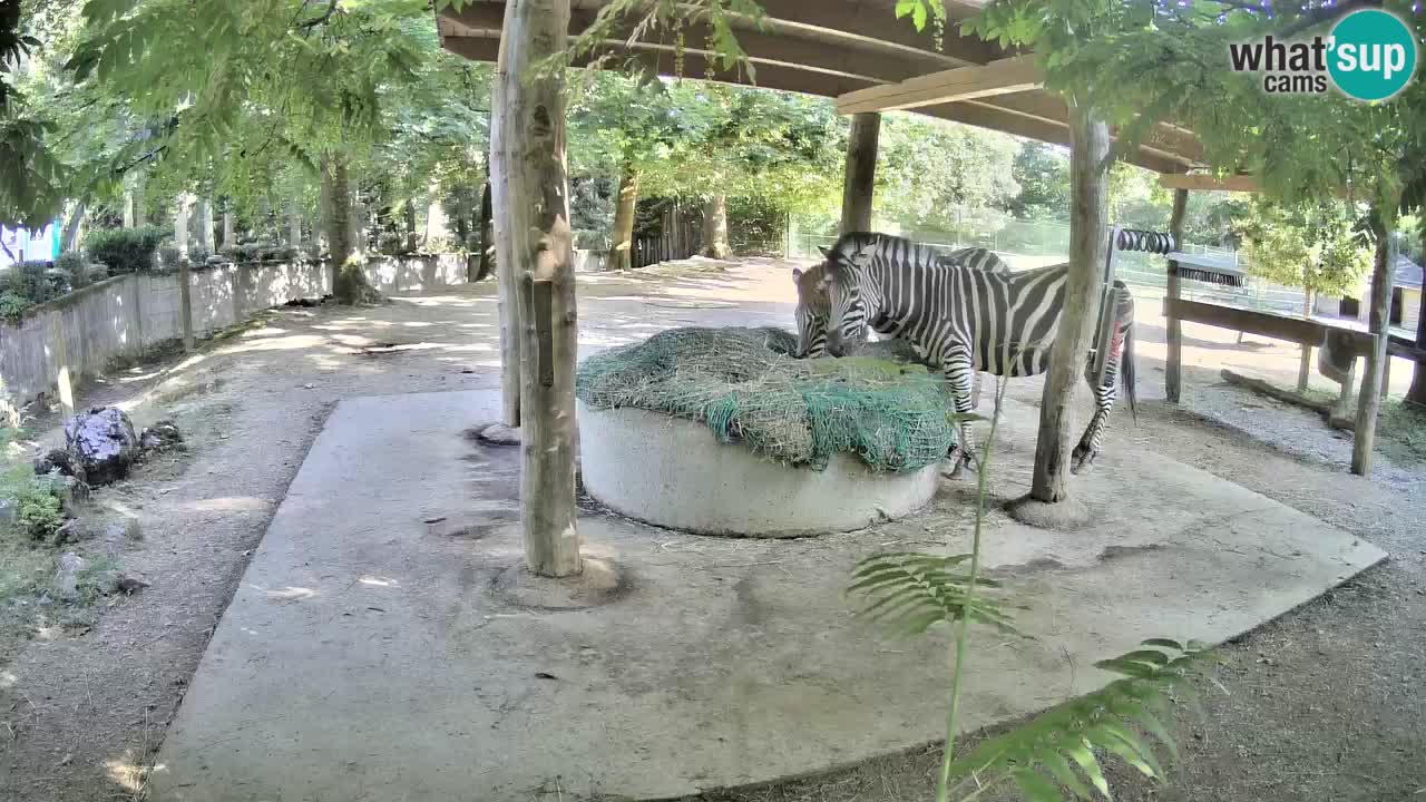 Zebre v živo v živalskem vrtu Ljubljana ZOO spletne kamere