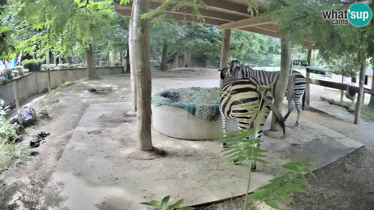 Le Zebre nello ZOO di Ljubljana – Slovenia Live webcam