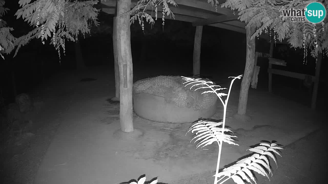 Live Webcam Zebras in Ljubljana ZOO – Slowenien