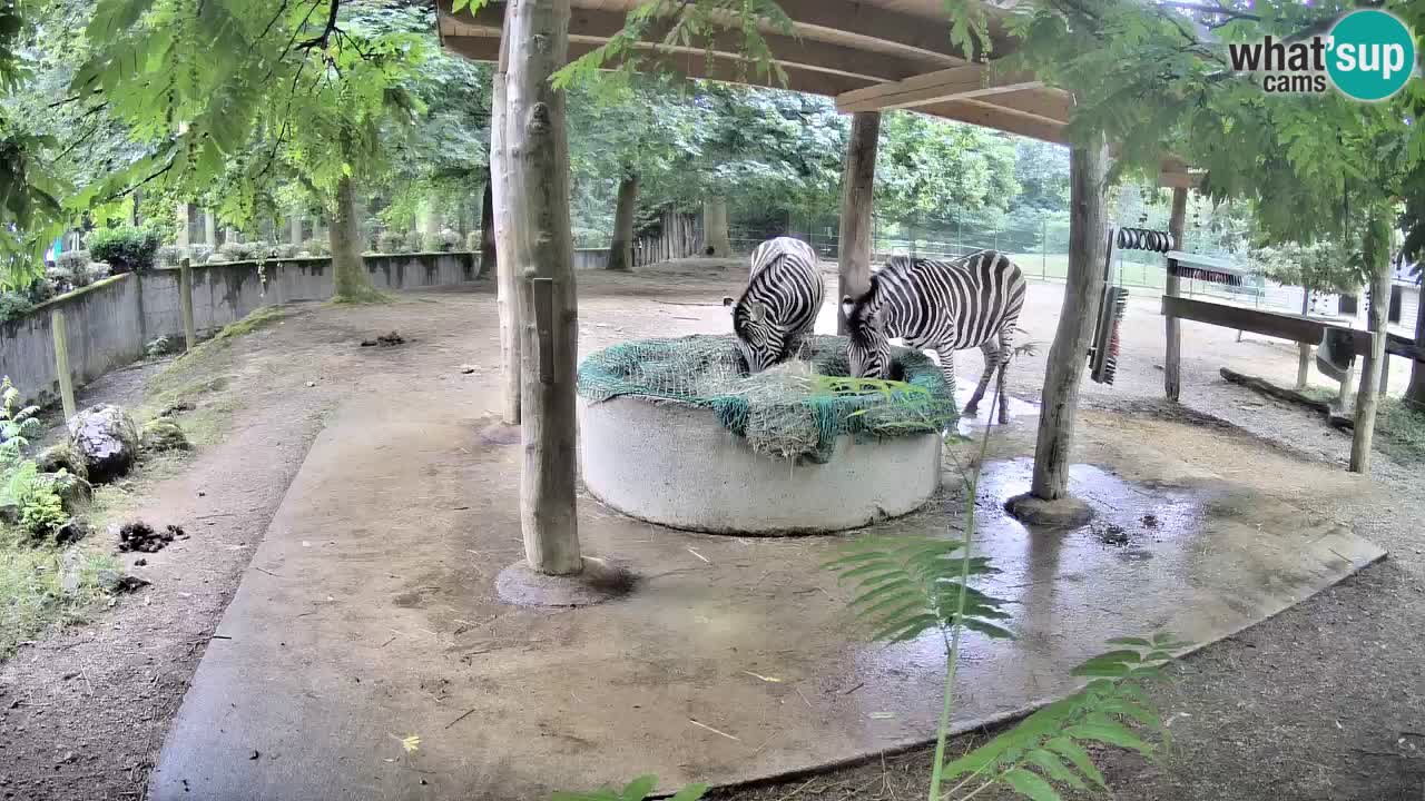 Live webcam Les zèbres in Ljubljana ZOO – Slovénie