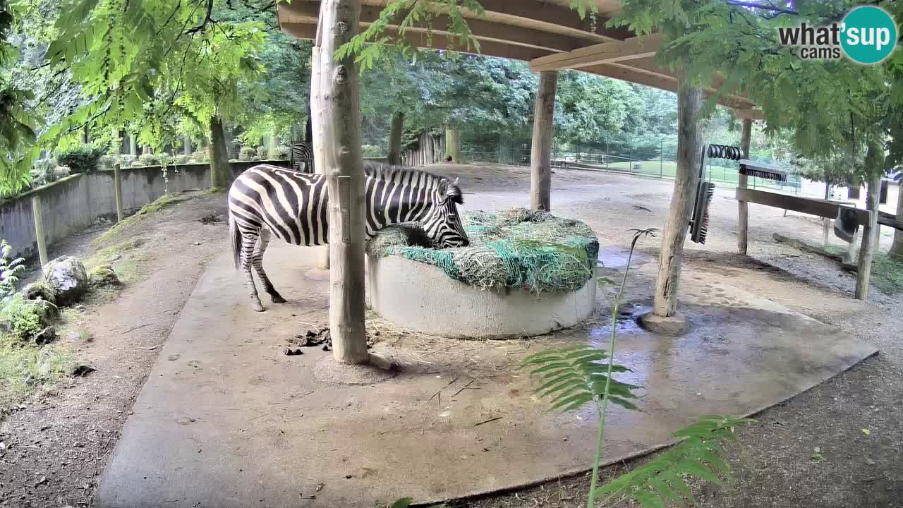 Live Webcam Zebras in Ljubljana ZOO – Slowenien