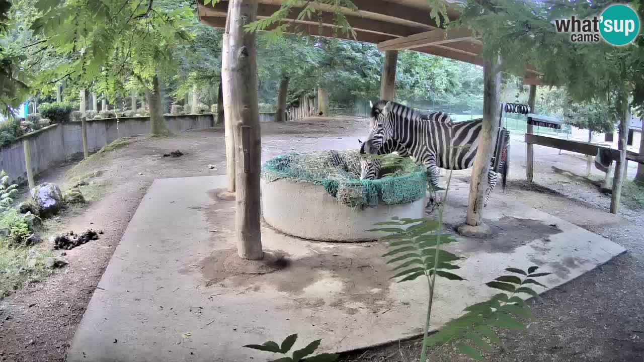 Zebre v živo v živalskem vrtu Ljubljana ZOO spletne kamere