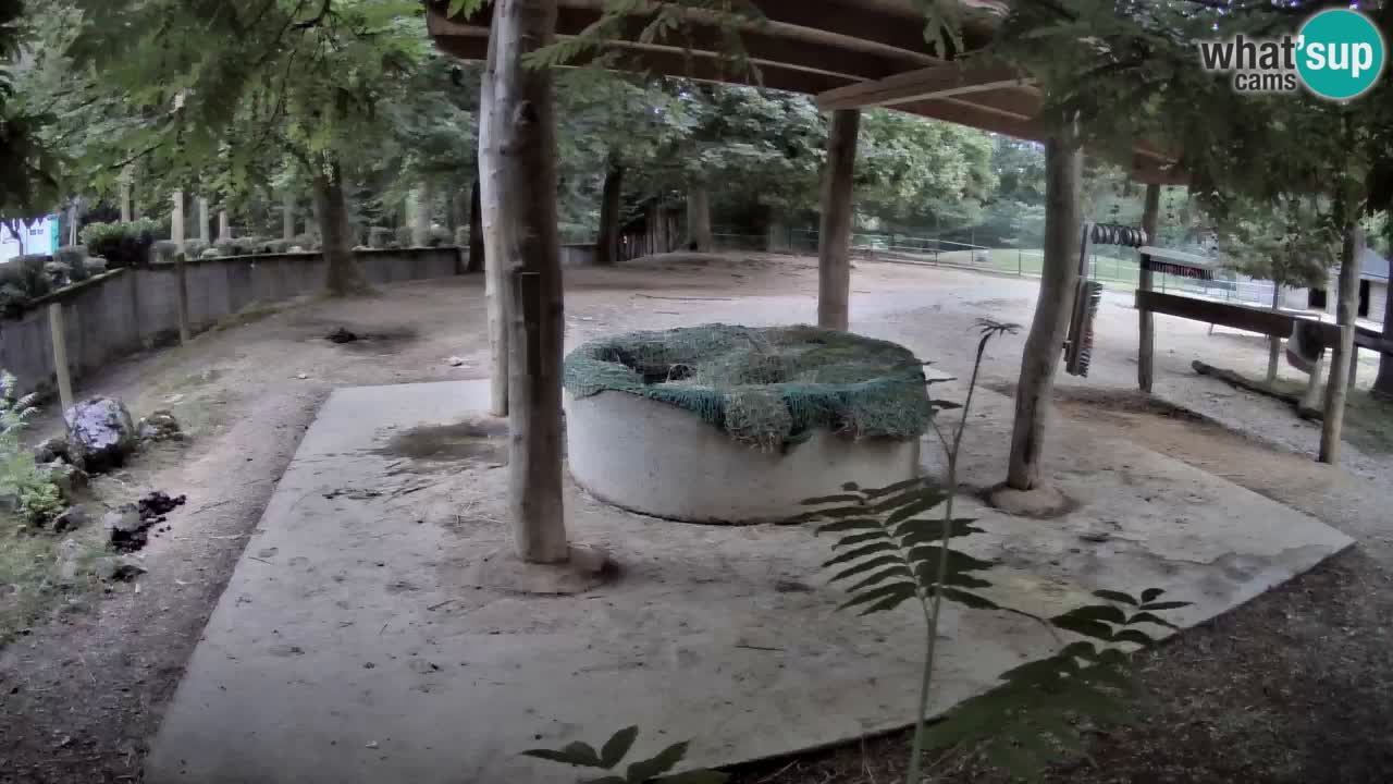 Live webcam Les zèbres in Ljubljana ZOO – Slovénie