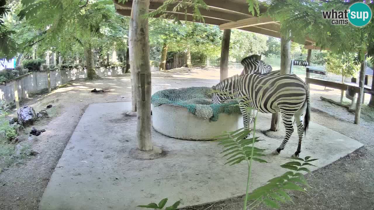 Le Zebre nello ZOO di Ljubljana – Slovenia Live webcam