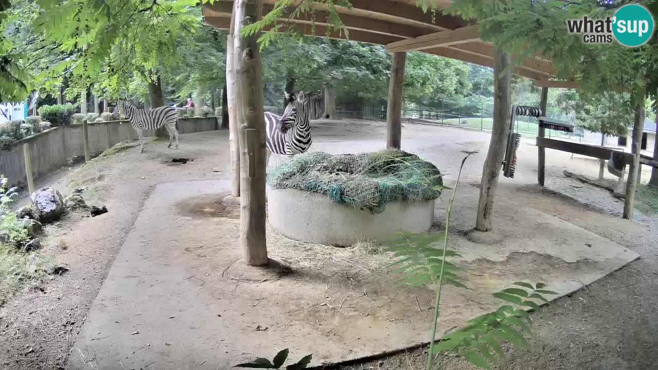 Le Zebre nello ZOO di Ljubljana – Slovenia Live webcam