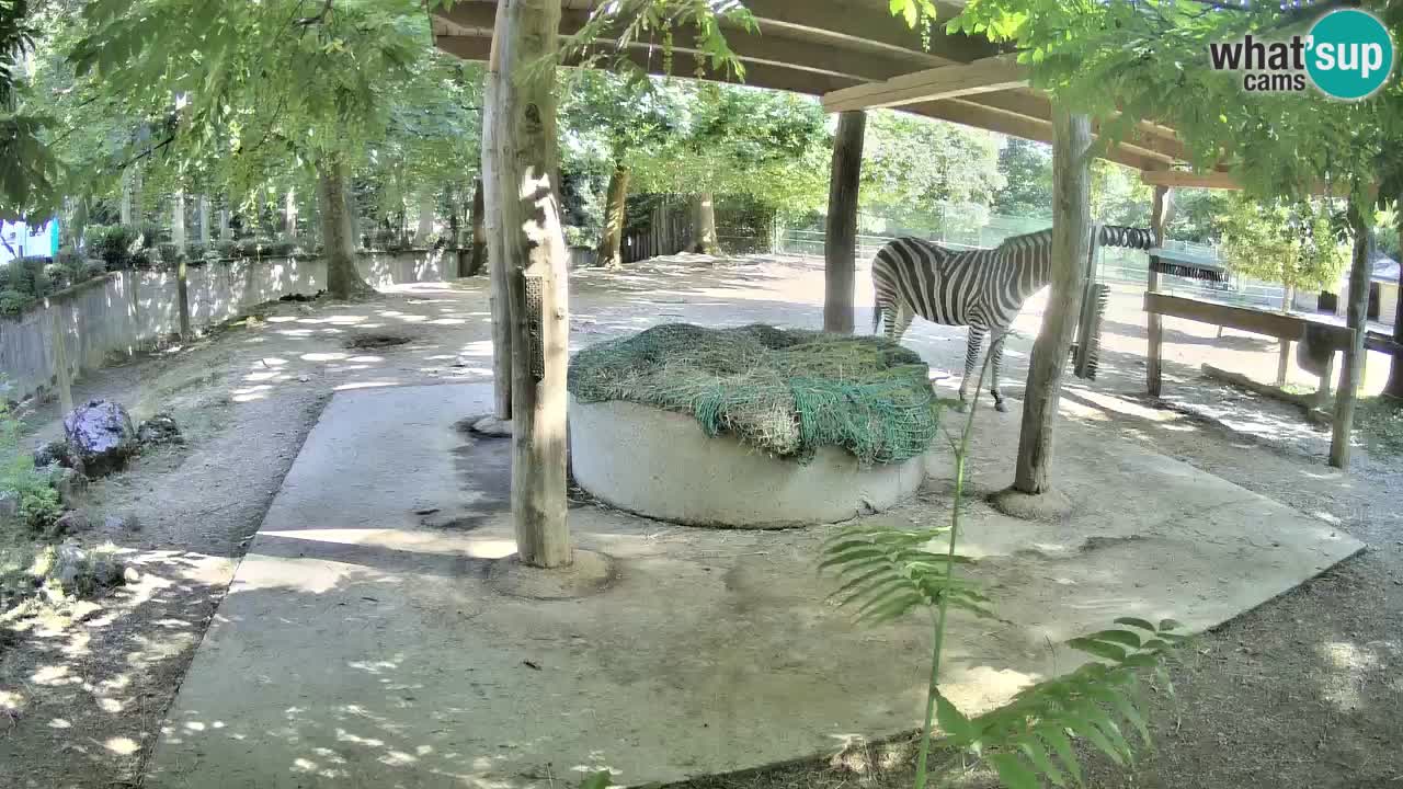 Live Webcam Zebras in Ljubljana ZOO – Slowenien