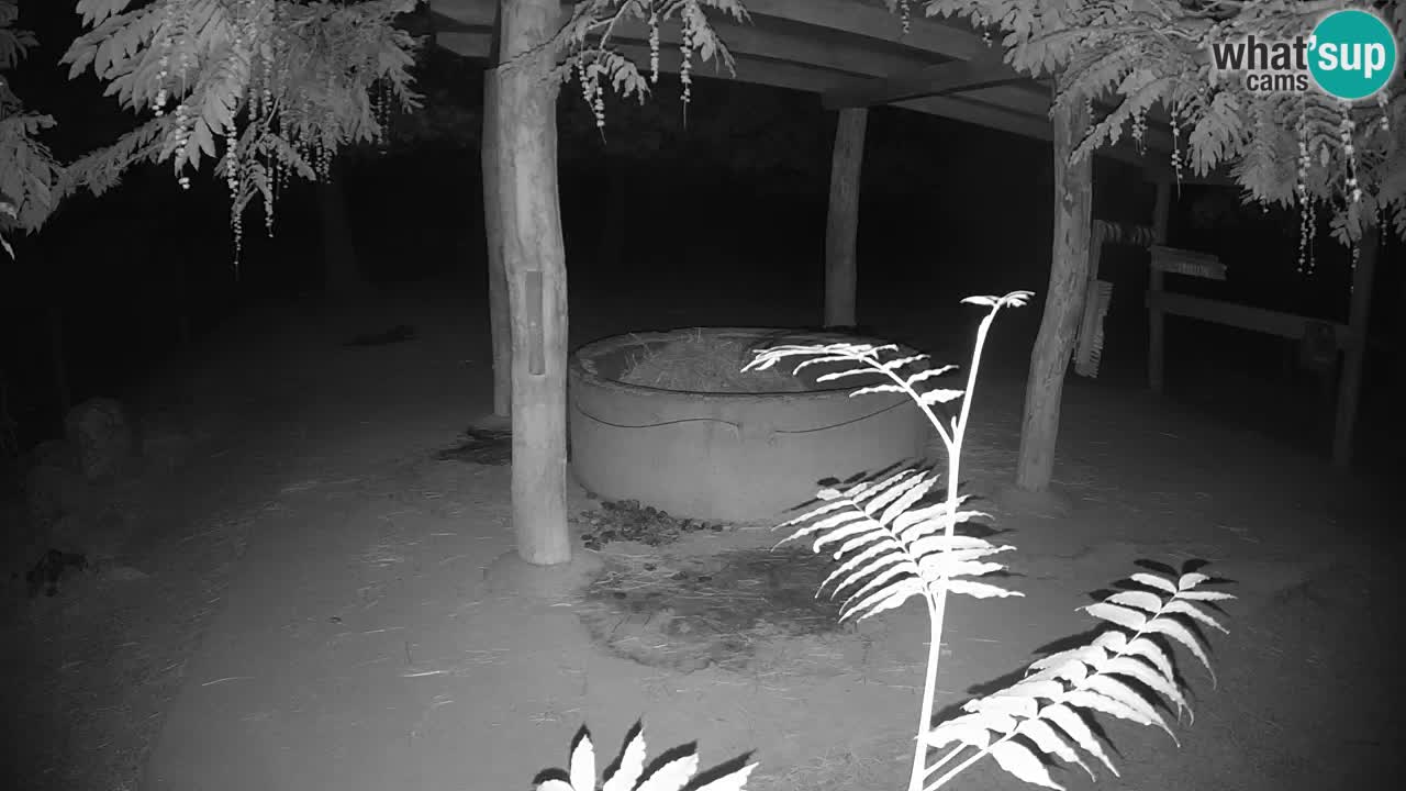 Camera en vivo Cebras in Ljubljana ZOO – Eslovenia