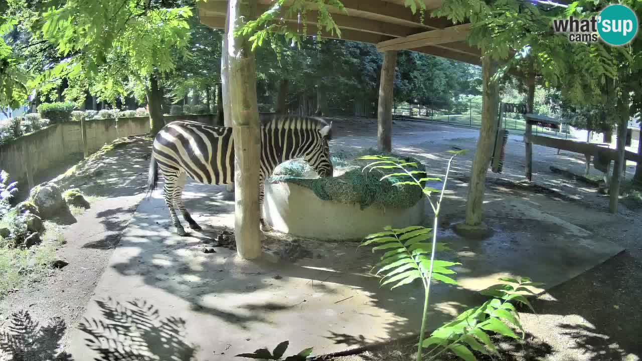Live Webcam Zebras in Ljubljana ZOO – Slowenien