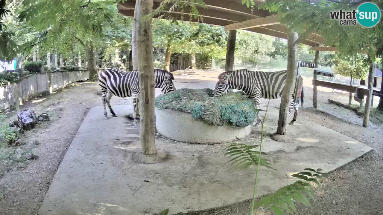 Camera en vivo Cebras in Ljubljana ZOO – Eslovenia