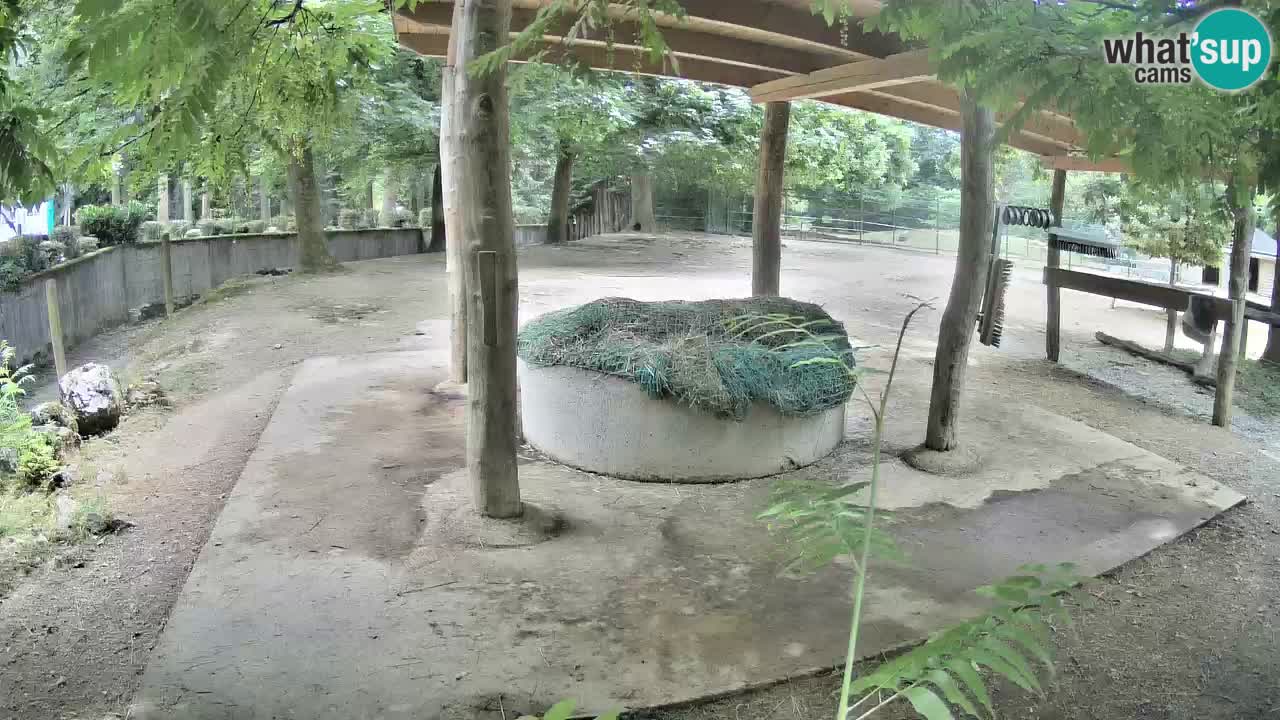 Live webcam Les zèbres in Ljubljana ZOO – Slovénie
