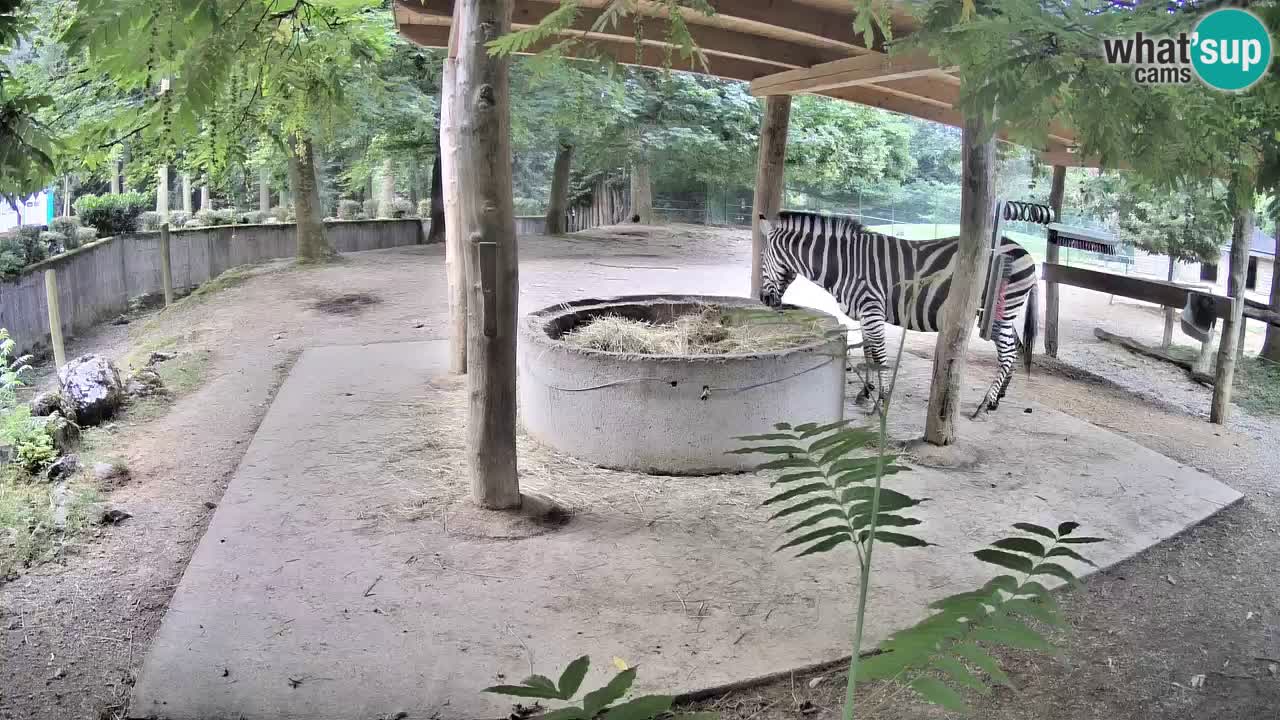 Live webcam Zebras in Ljubljana ZOO – Slovenia