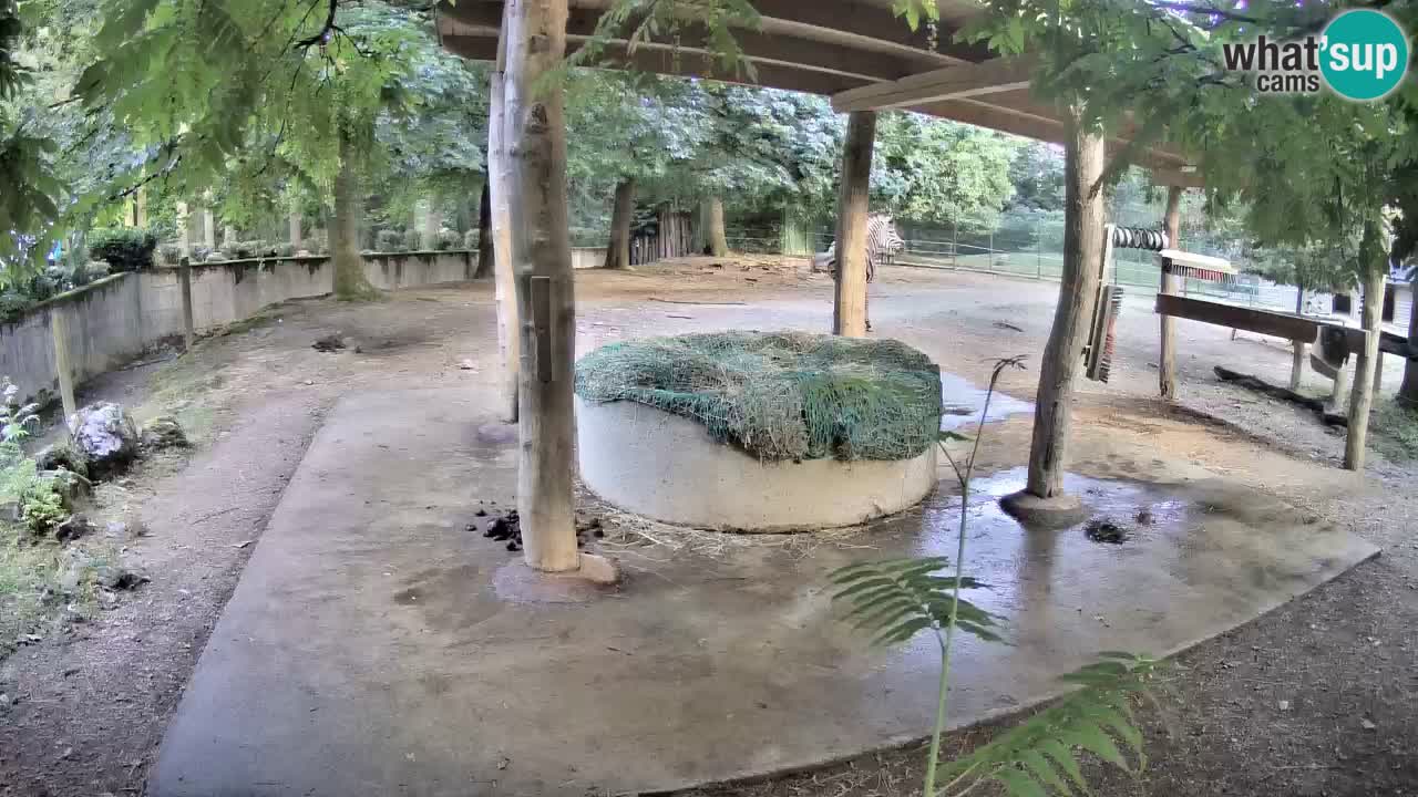 Zebre v živo v živalskem vrtu Ljubljana ZOO spletne kamere