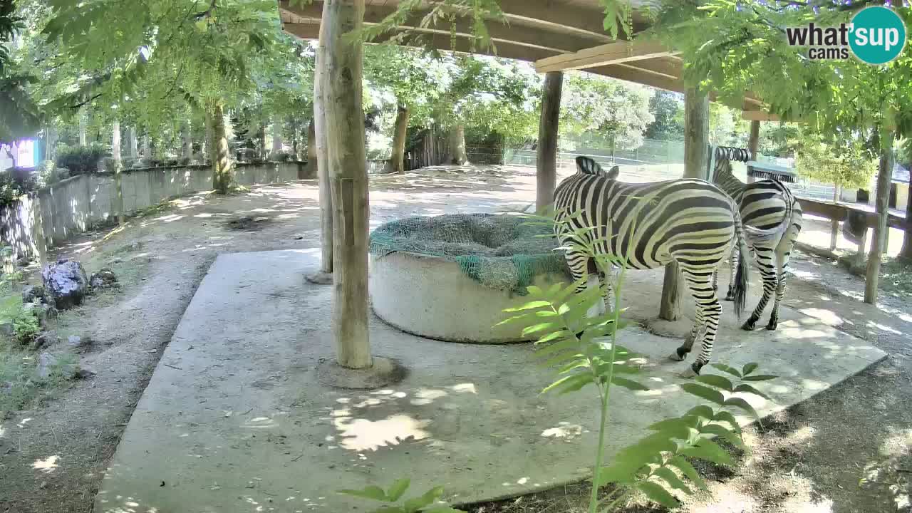 Camera en vivo Cebras in Ljubljana ZOO – Eslovenia