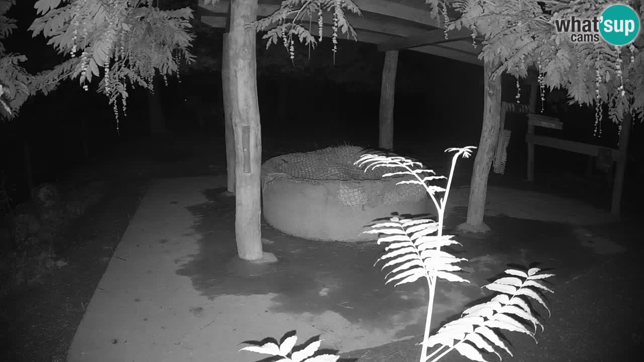 Camera en vivo Cebras in Ljubljana ZOO – Eslovenia