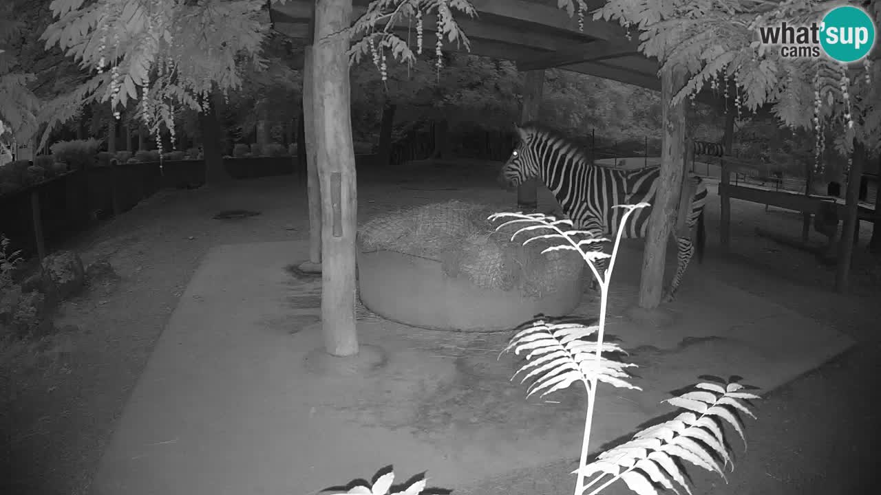 Live webcam Zebras in Ljubljana ZOO – Slovenia