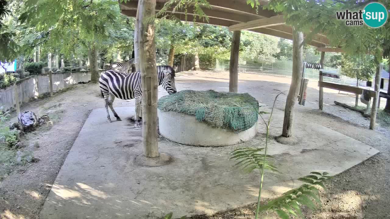 Le Zebre nello ZOO di Ljubljana – Slovenia Live webcam