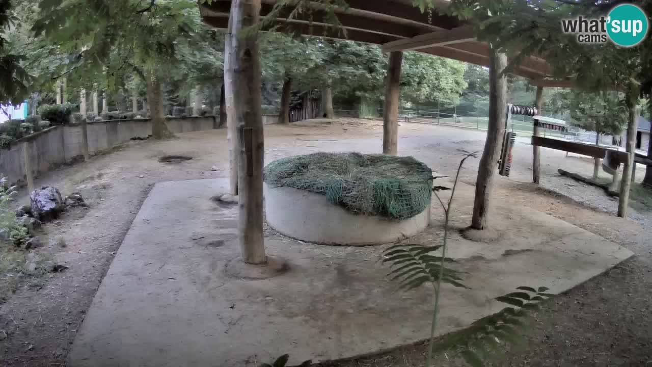 Web kamera uživo Zebras u ZOO Ljubljana – Slovenija