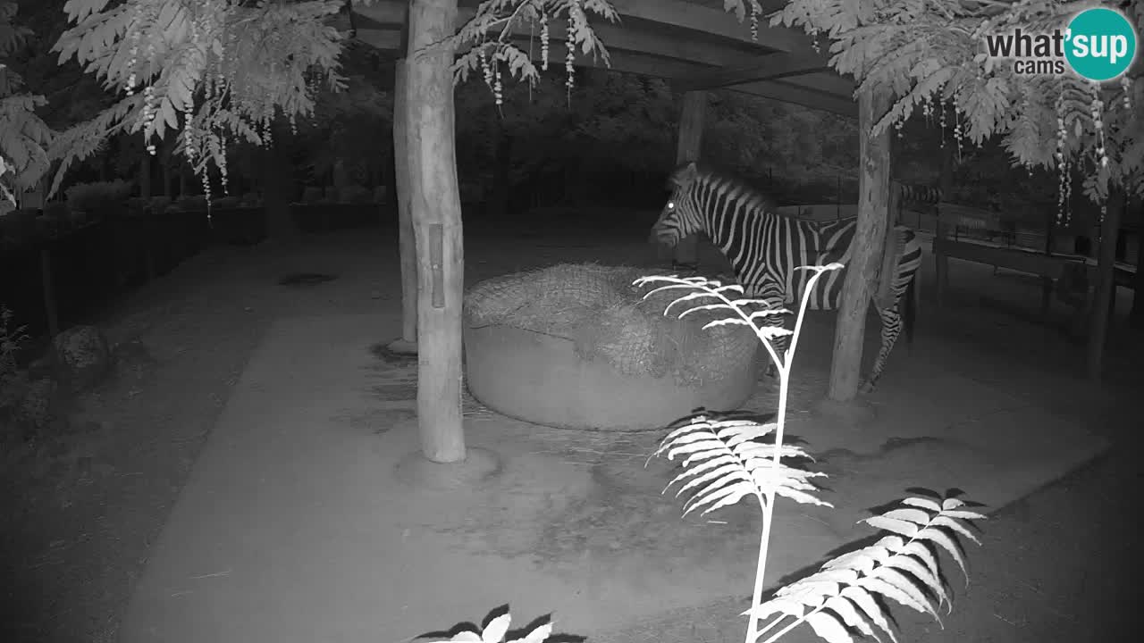 Zebre v živo v živalskem vrtu Ljubljana ZOO spletne kamere
