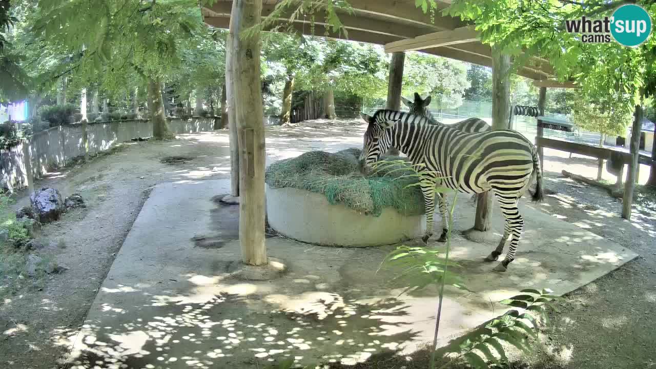 Web kamera uživo Zebras u ZOO Ljubljana – Slovenija