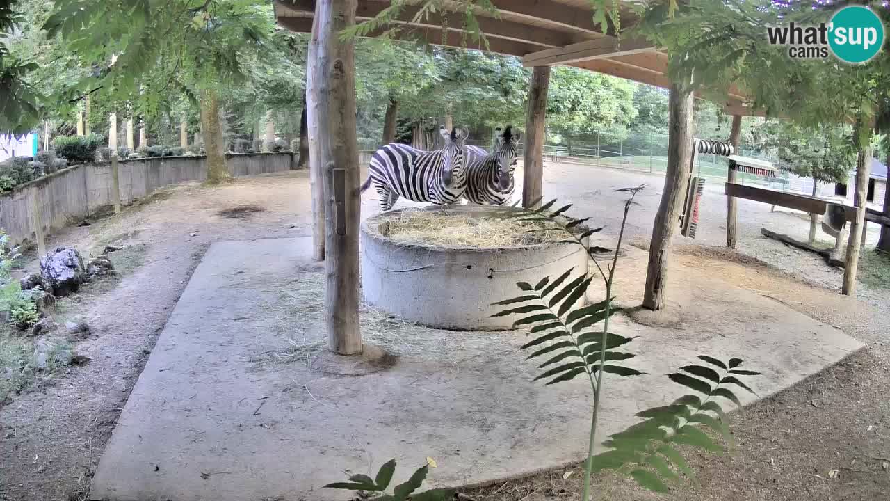 Web kamera uživo Zebras u ZOO Ljubljana – Slovenija