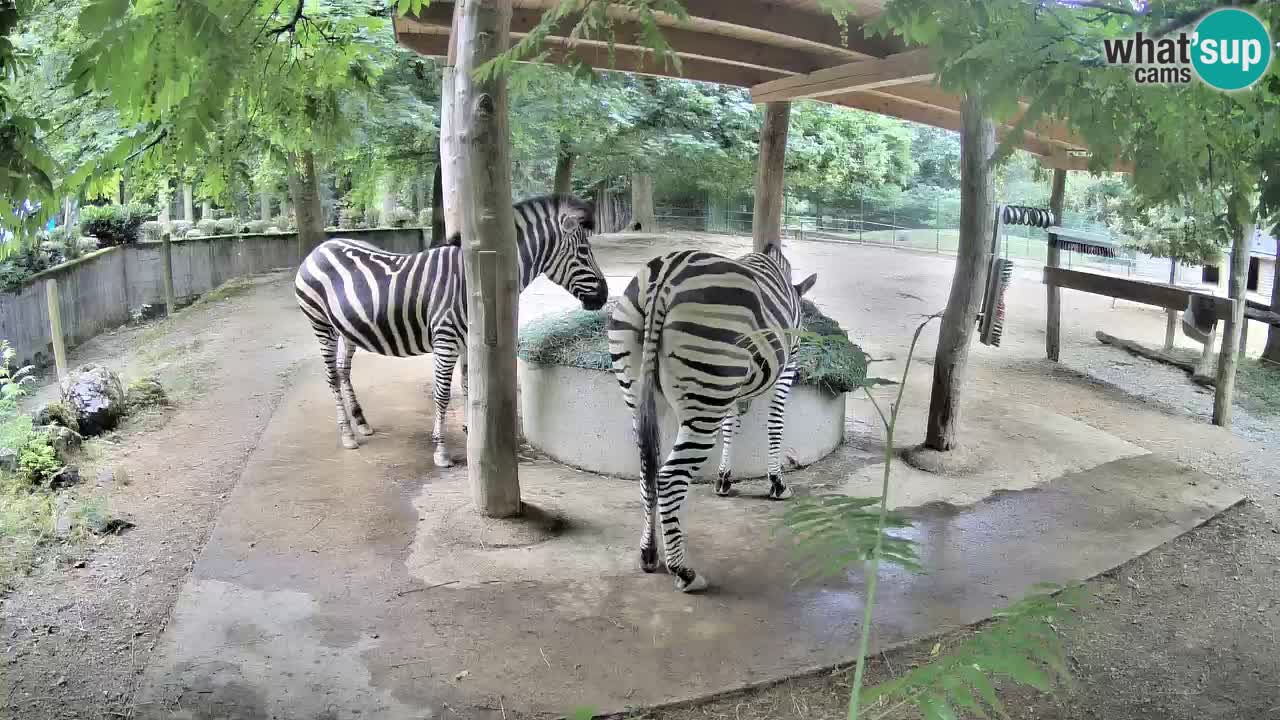 Web kamera uživo Zebras u ZOO Ljubljana – Slovenija