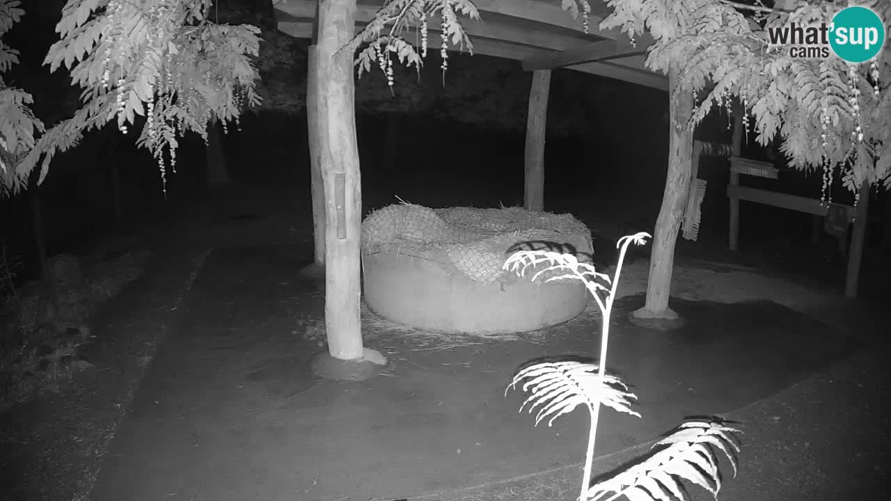 Web kamera uživo Zebras u ZOO Ljubljana – Slovenija