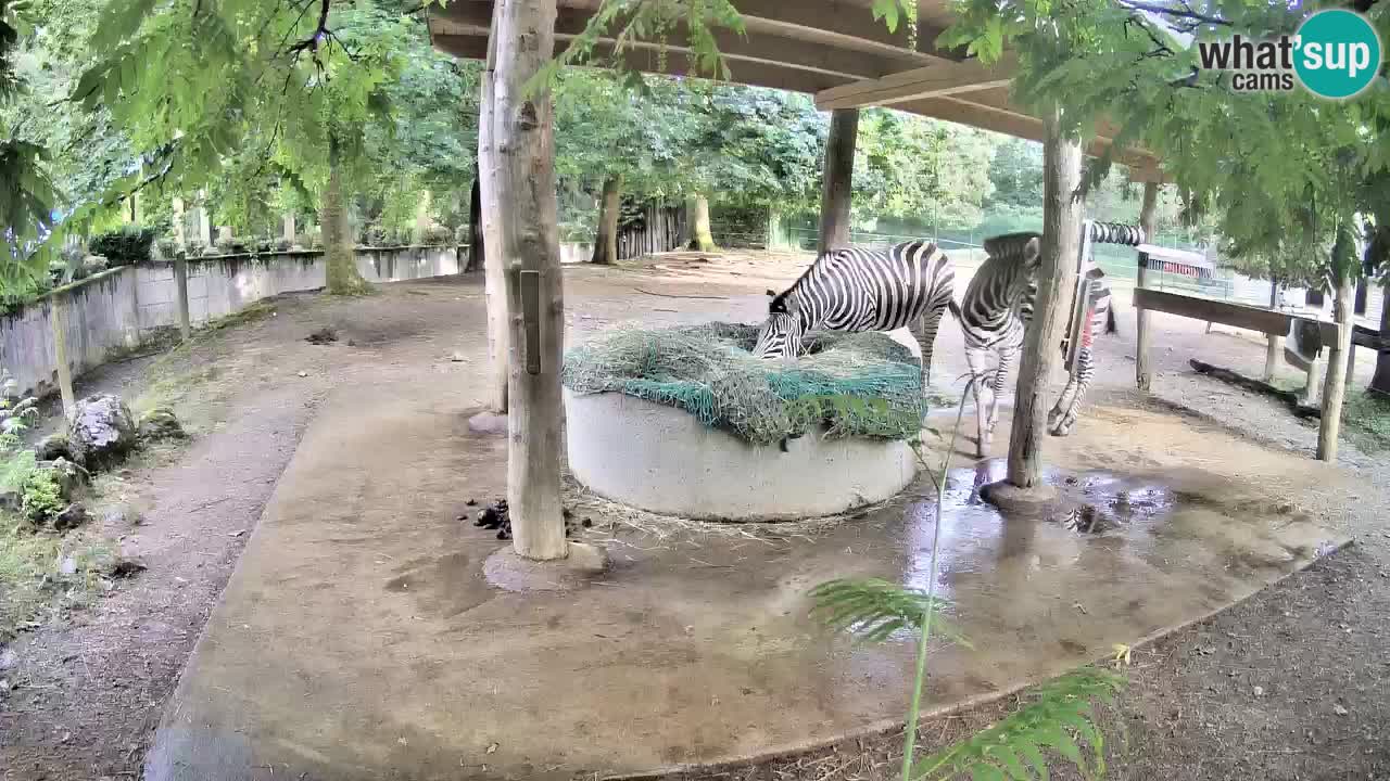 Le Zebre nello ZOO di Ljubljana – Slovenia Live webcam