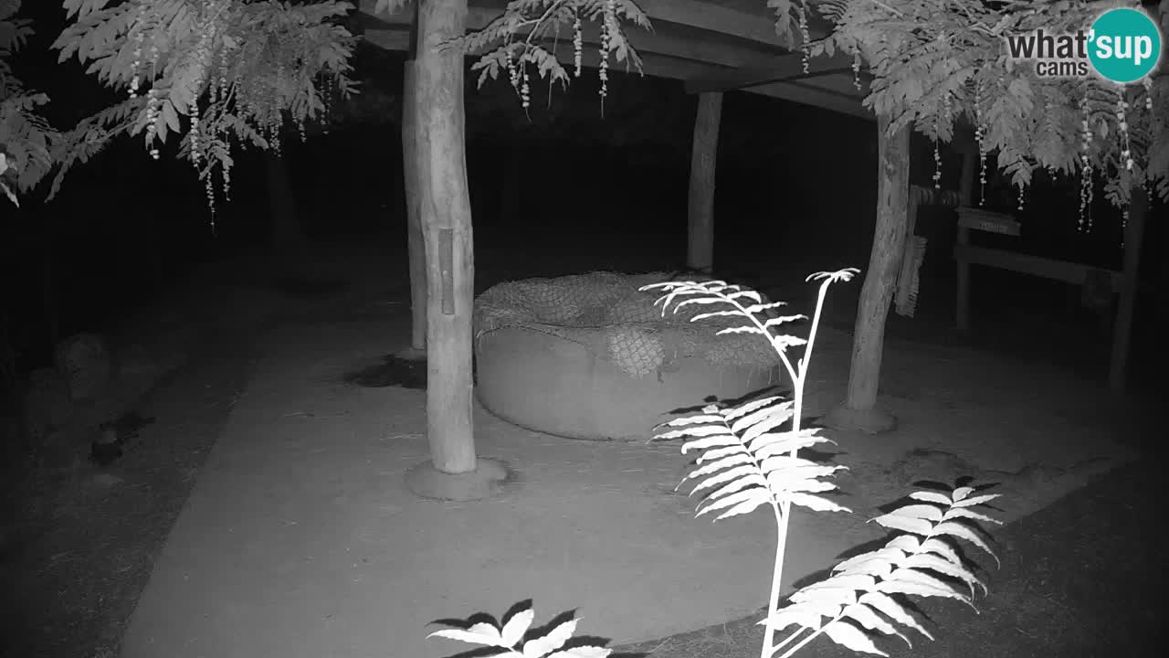 Le Zebre nello ZOO di Ljubljana – Slovenia Live webcam