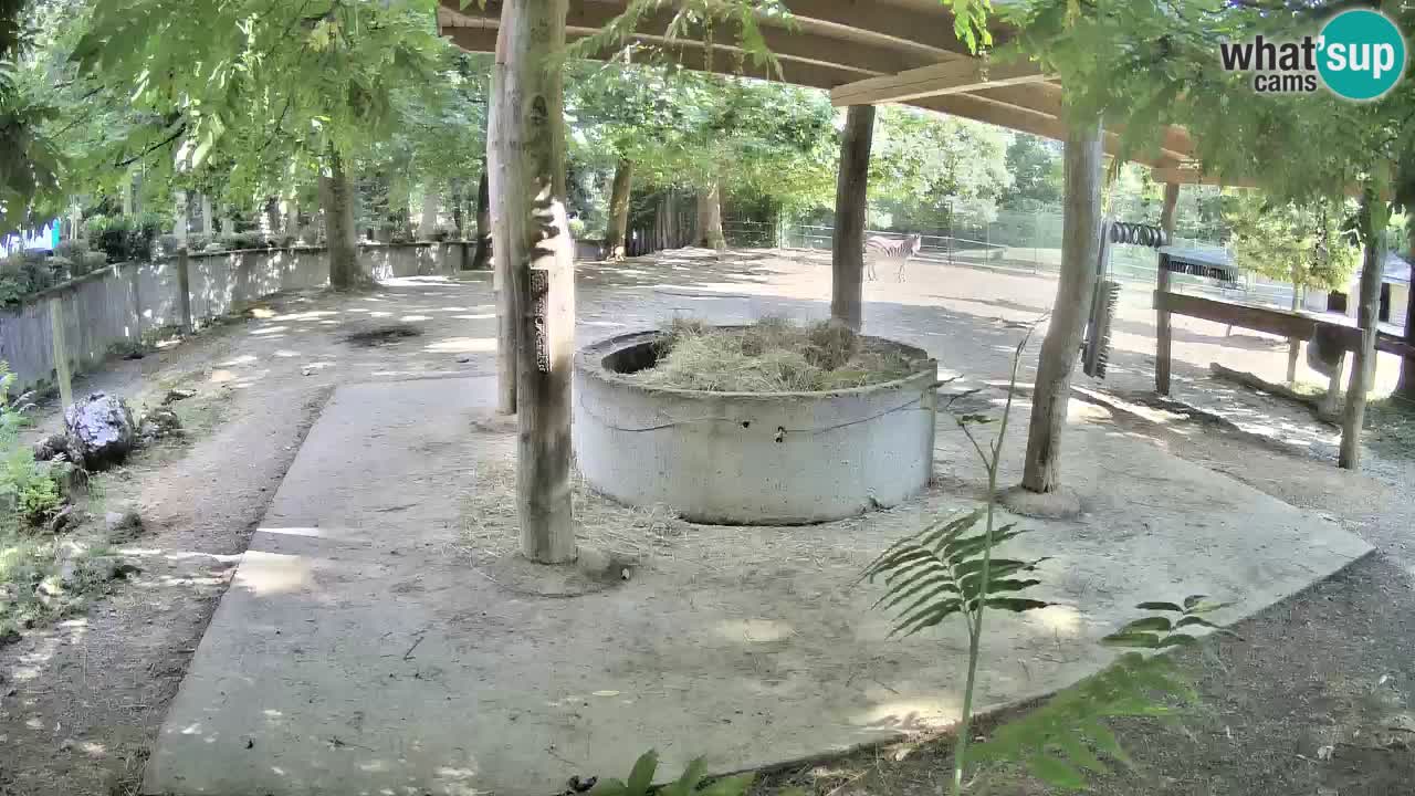 Live Webcam Zebras in Ljubljana ZOO – Slowenien