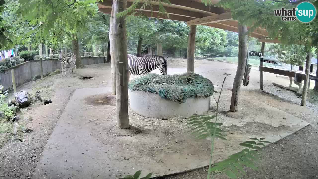 Web kamera uživo Zebras u ZOO Ljubljana – Slovenija