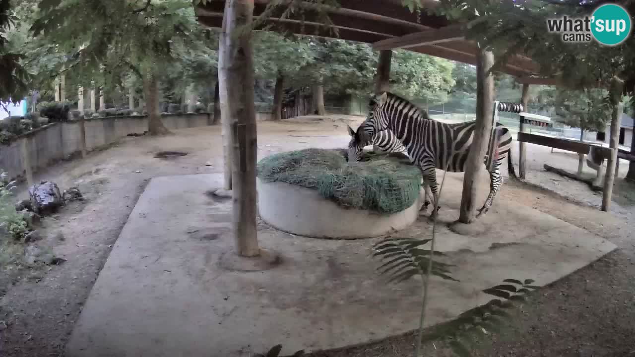 Camera en vivo Cebras in Ljubljana ZOO – Eslovenia