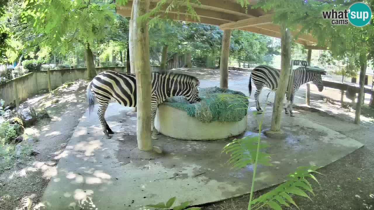 Web kamera uživo Zebras u ZOO Ljubljana – Slovenija